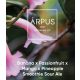 Ārpus Brewing Co. - Banana x Passionfruit x Mango x Pineapple Smoothie Sour Ale  (0,44) (4,5 %)